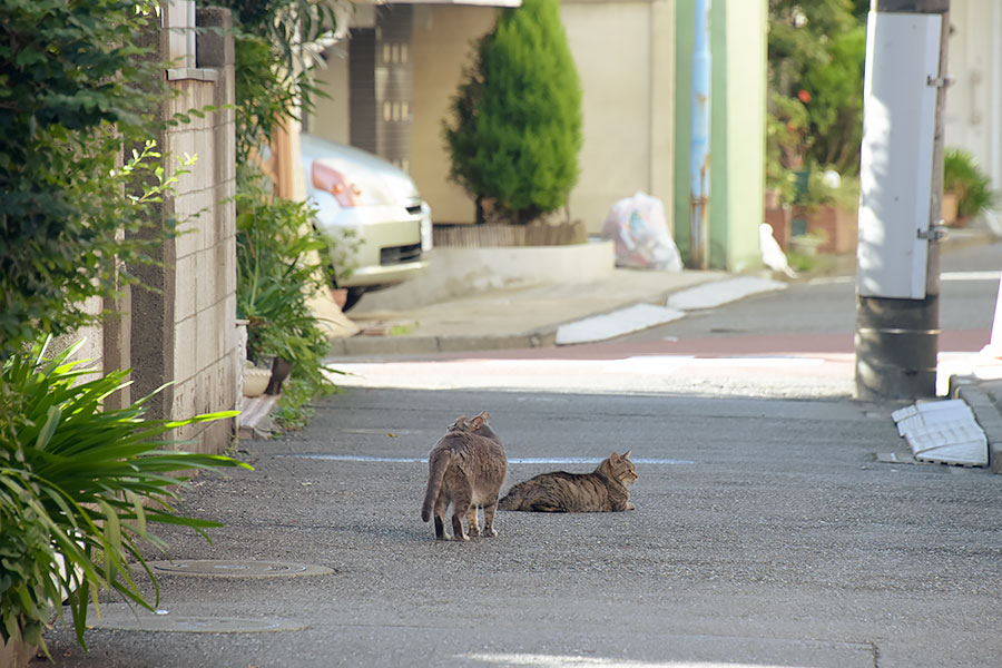 街のねこたち