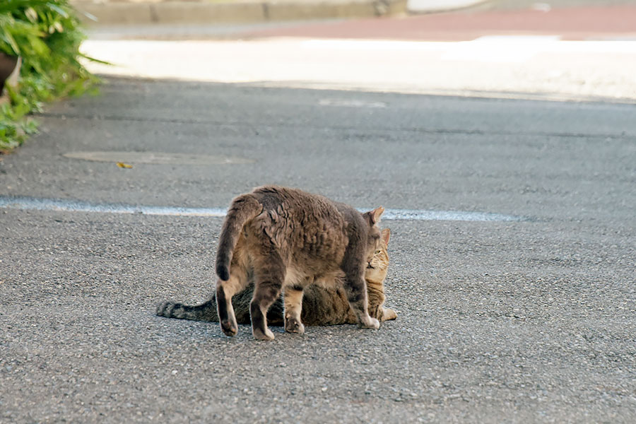 街のねこたち