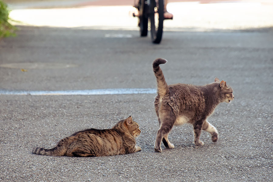 街のねこたち