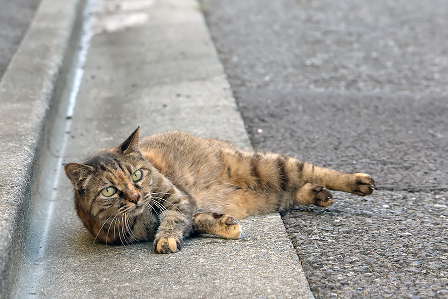 街のねこたち