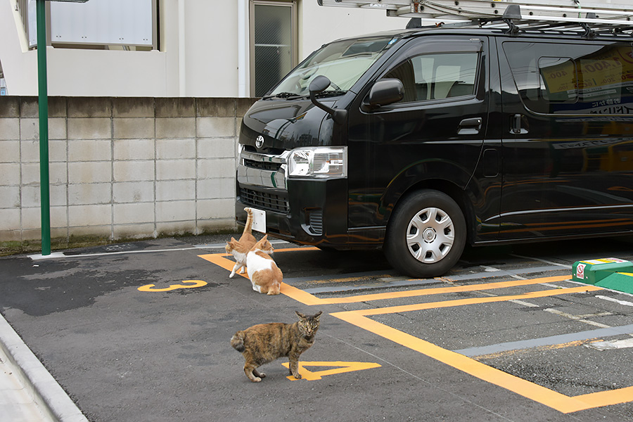 街のねこたち