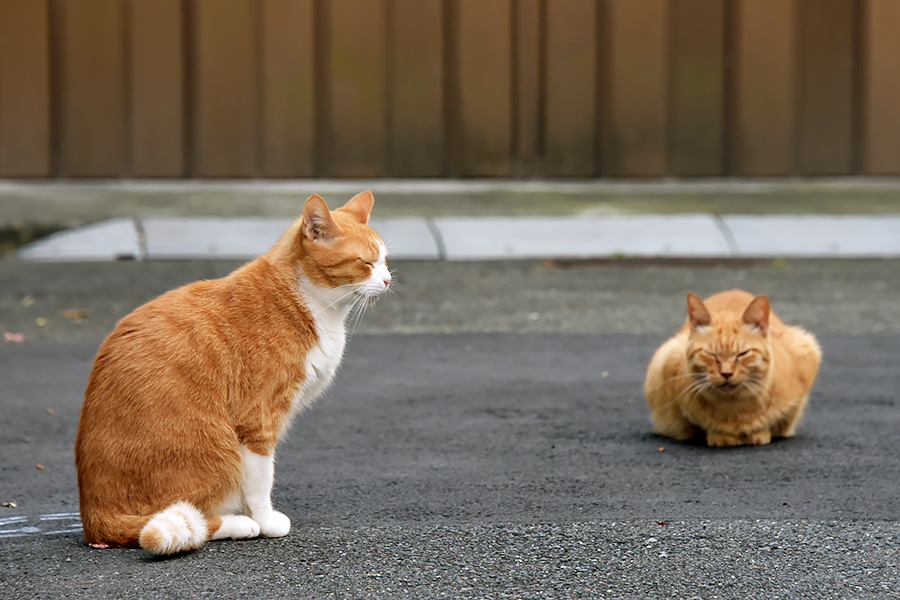 街のねこたち