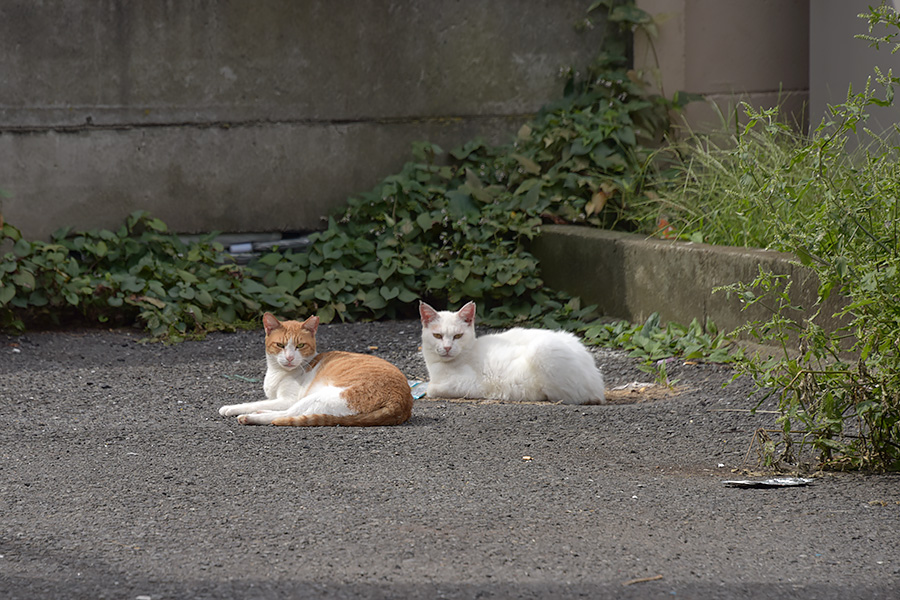 街のねこたち