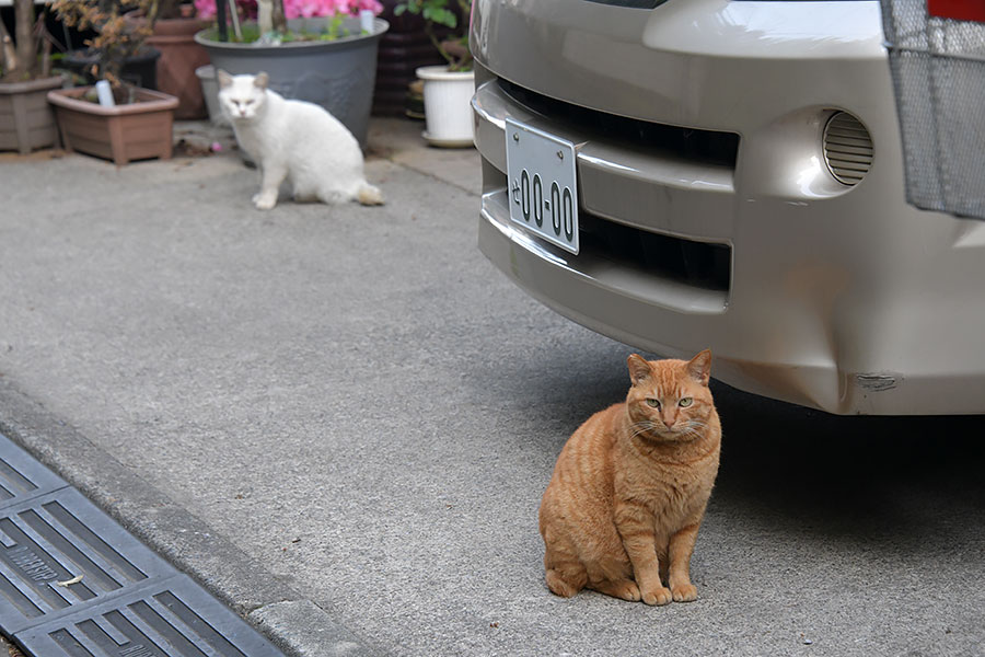 街のねこたち