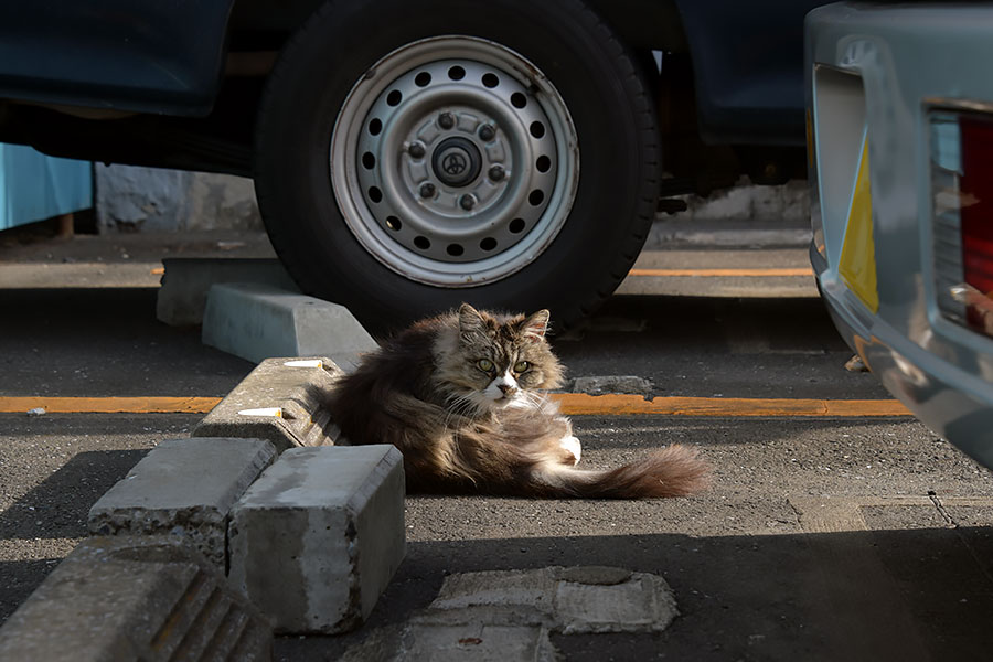 街のねこたち