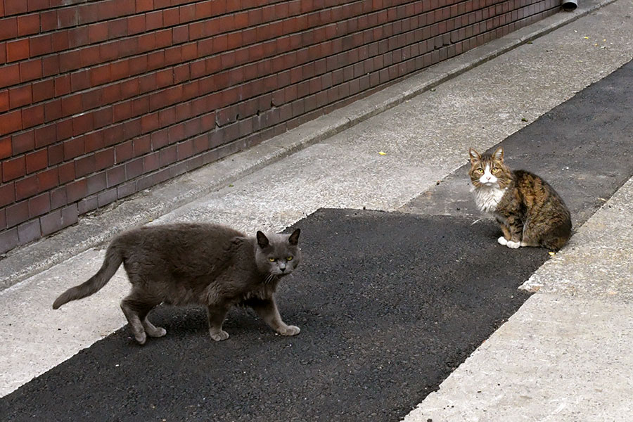 街のねこたち