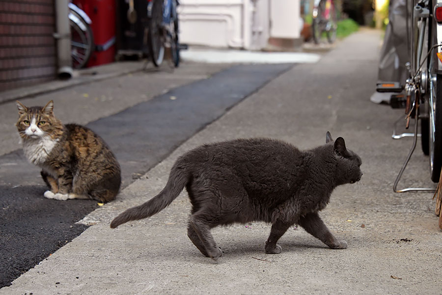 街のねこたち