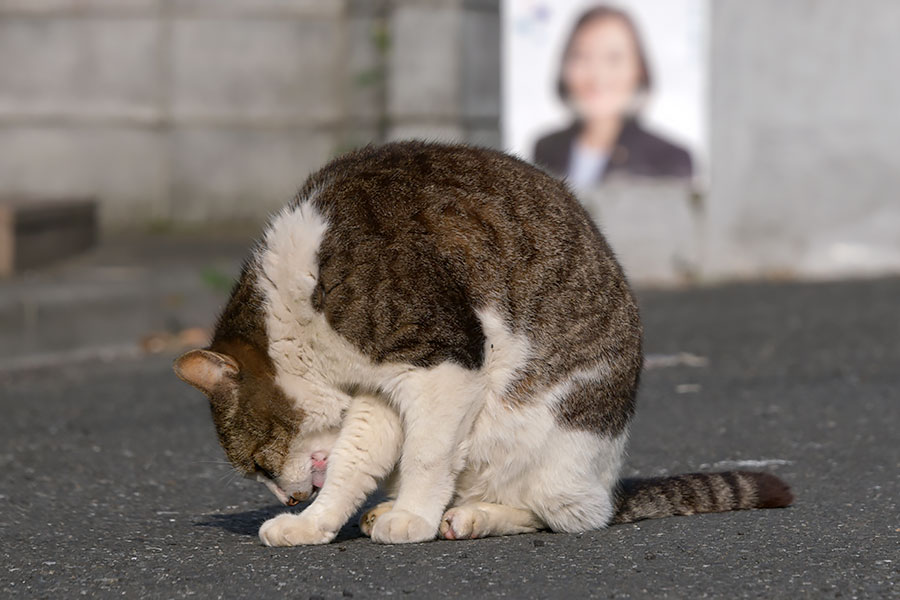 街のねこたち