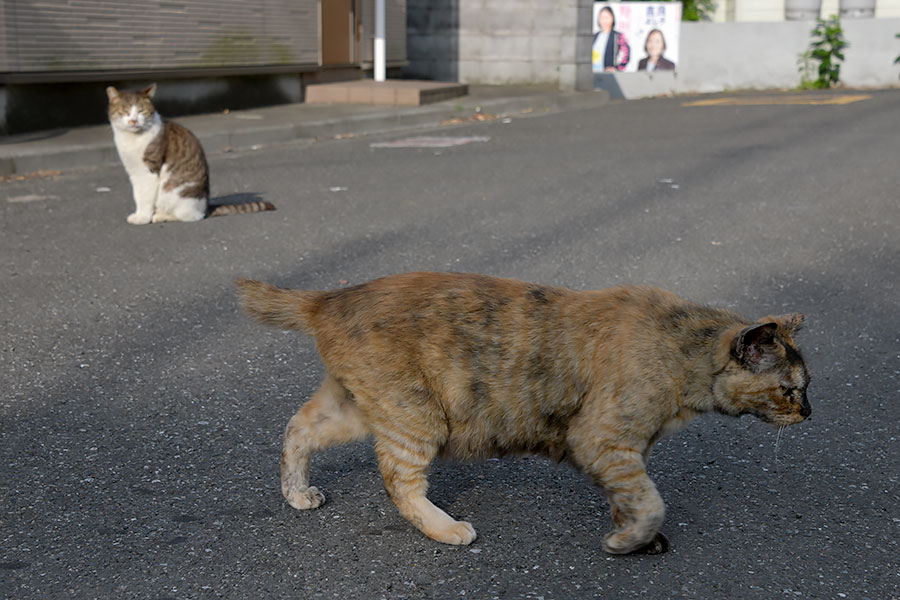 街のねこたち