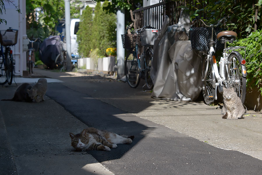 街のねこたち