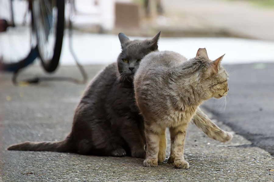 街のねこたち