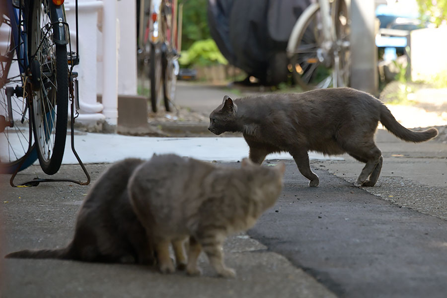 街のねこたち