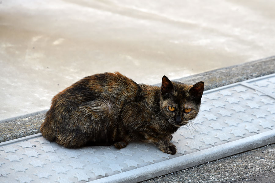 街のねこたち