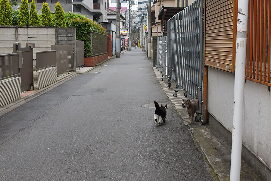 街のねこたち