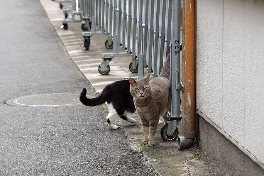 街のねこたち