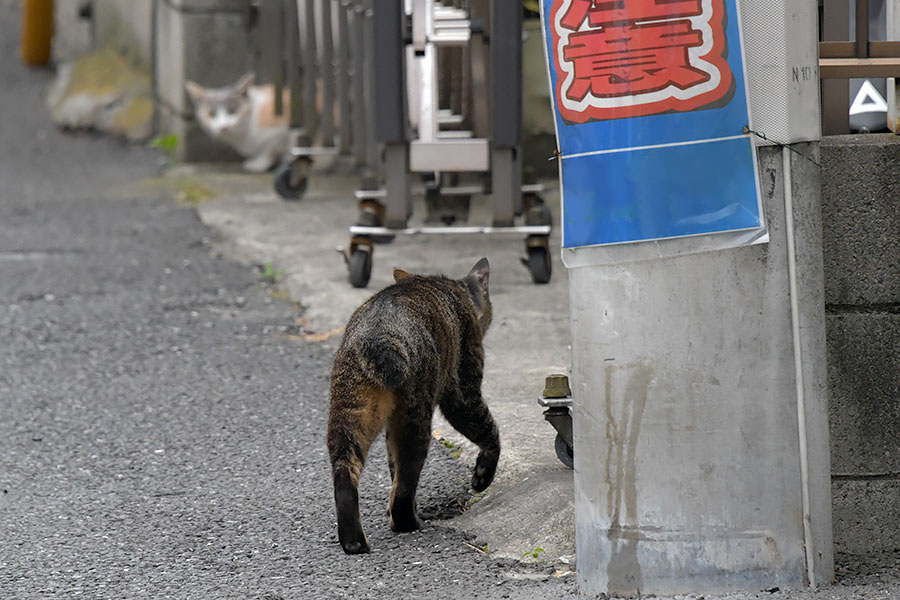 街のねこたち