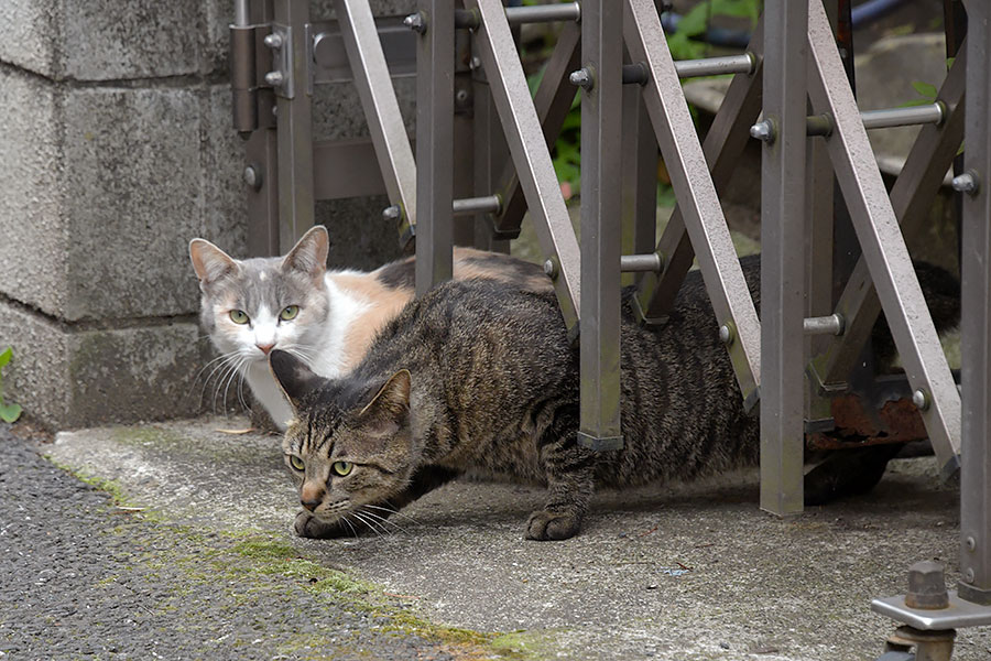 街のねこたち