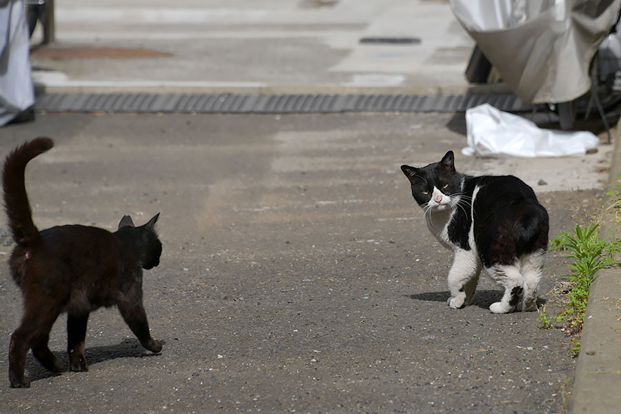 街のねこたち