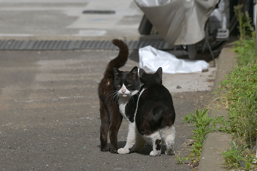 街のねこたち