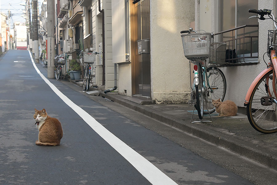 街のねこたち