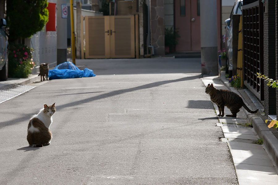 街のねこたち