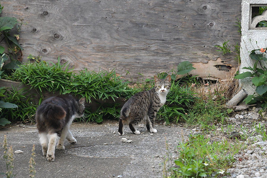 街のねこたち