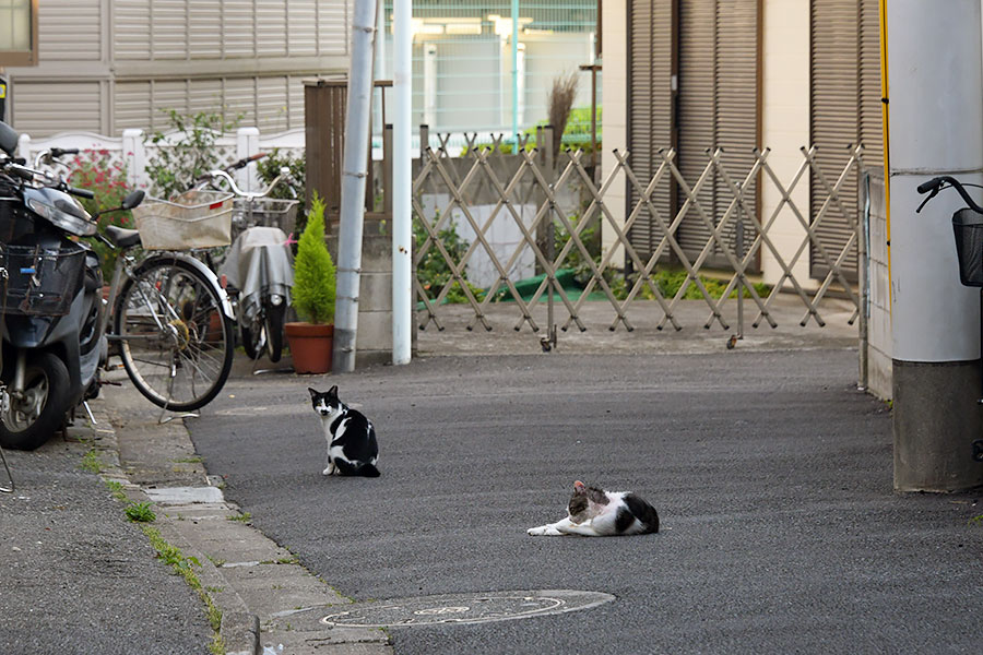 街のねこたち