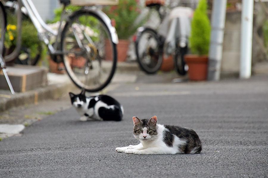 街のねこたち