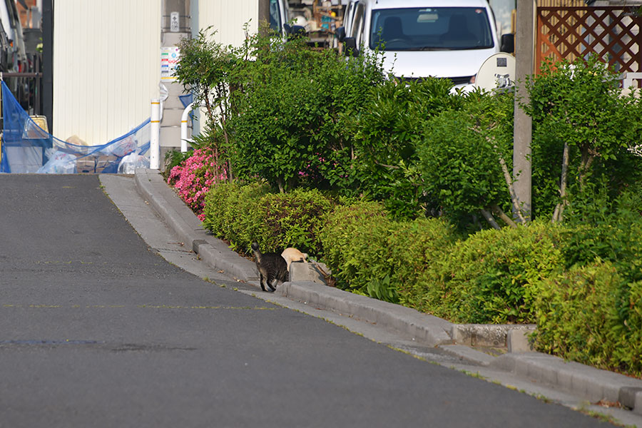 街のねこたち