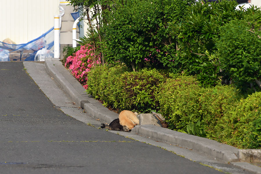 街のねこたち