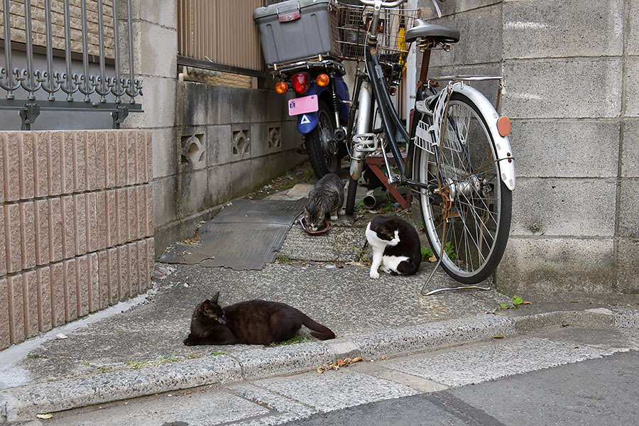 街のねこたち