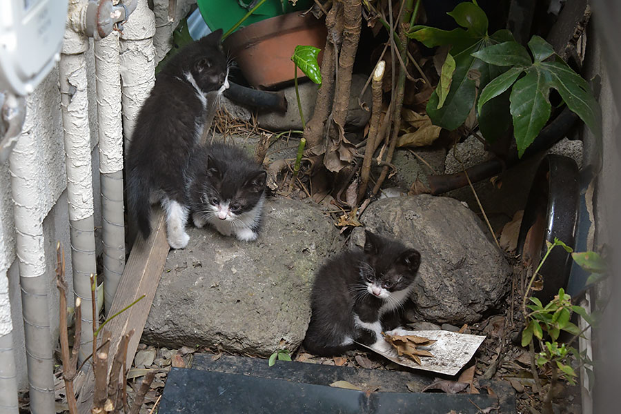 街のねこたち