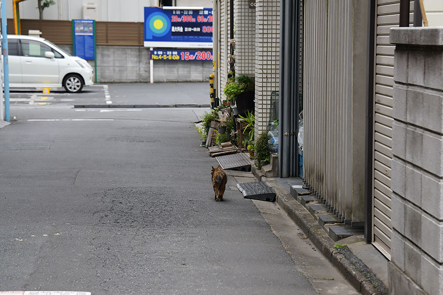 街のねこたち