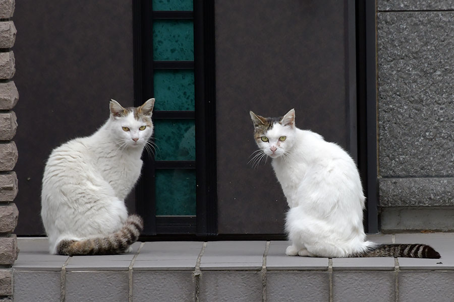 街のねこたち