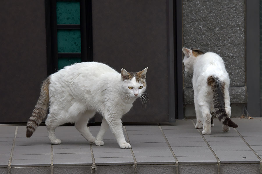 街のねこたち