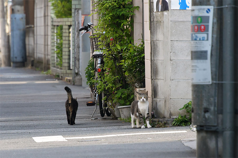 街のねこたち