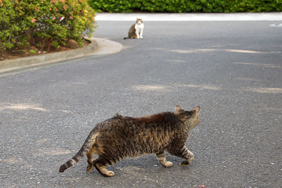 街のねこたち