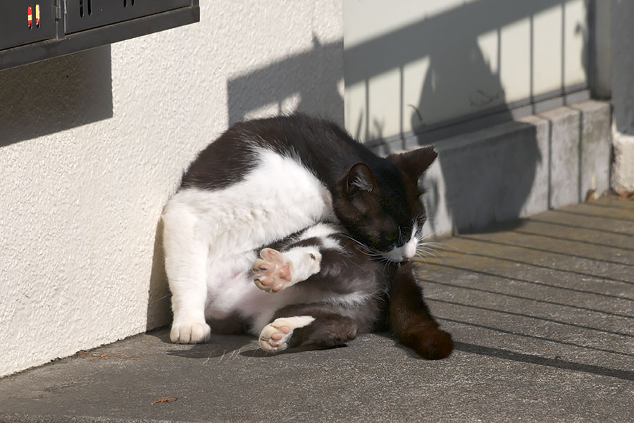 街のねこたち