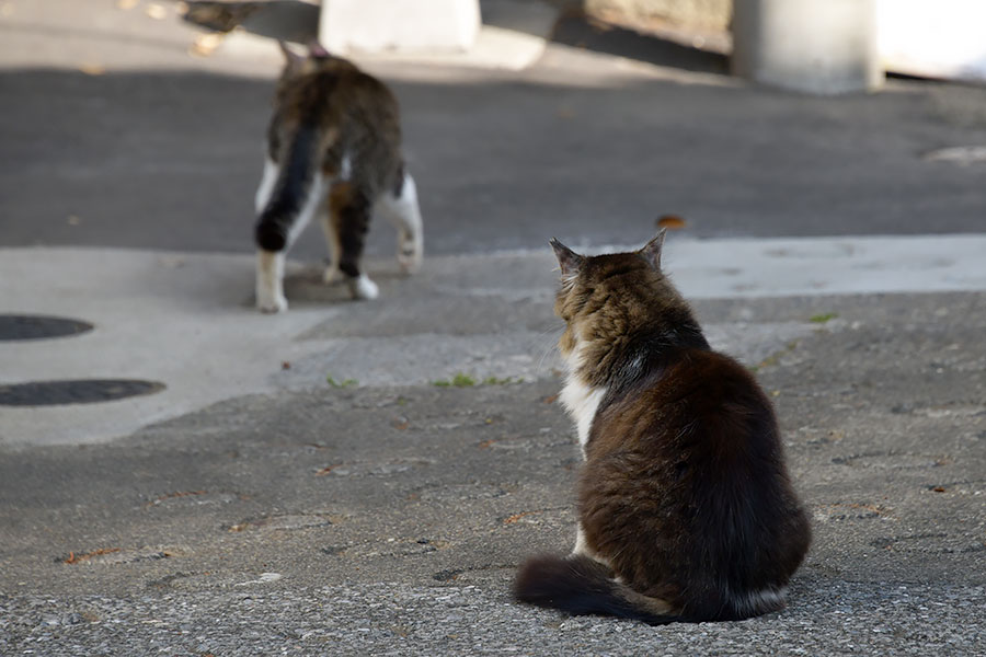 街のねこたち