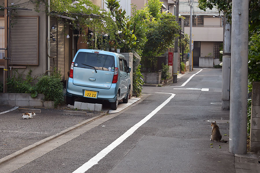 街のねこたち