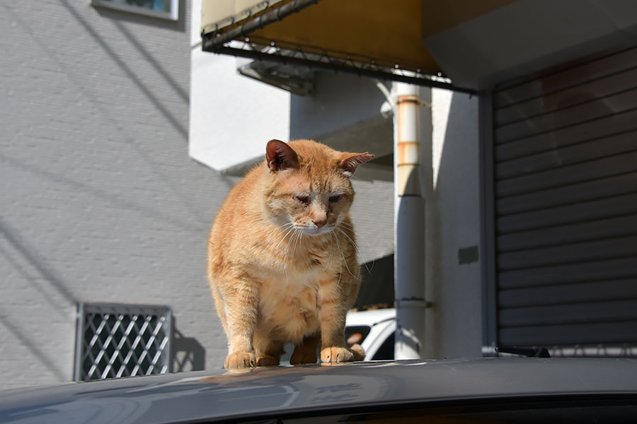 街のねこたち