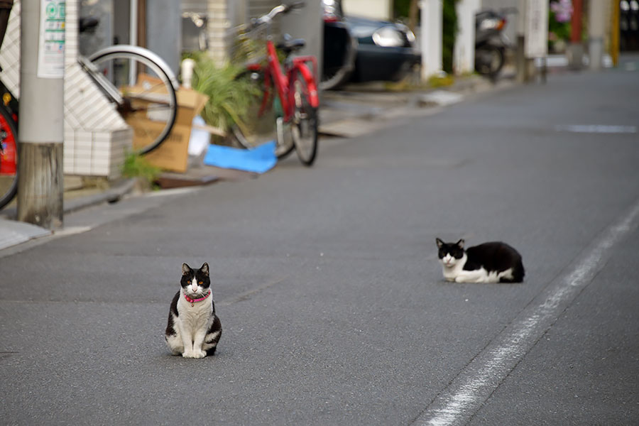 街のねこたち