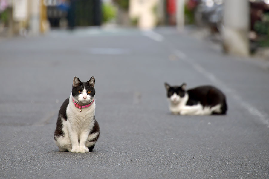 街のねこたち