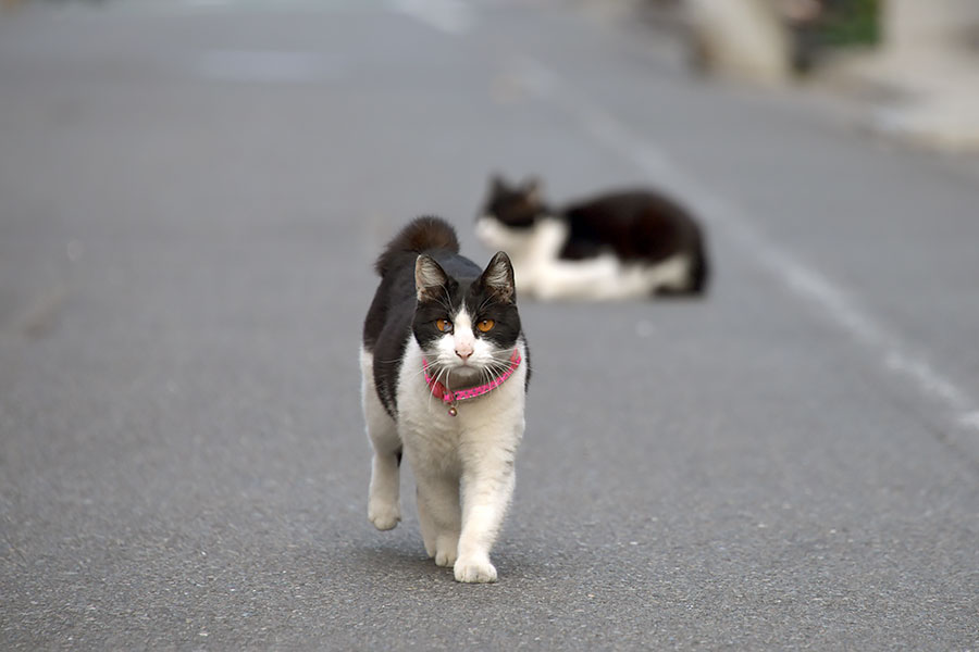 街のねこたち