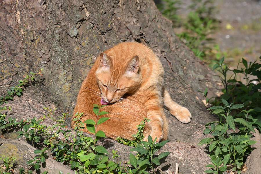 街のねこたち