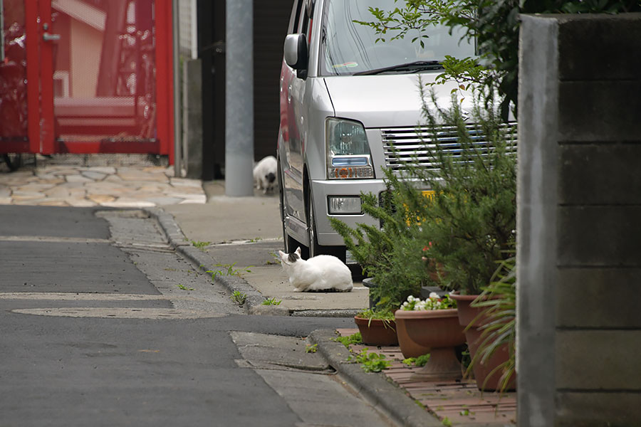 街のねこたち