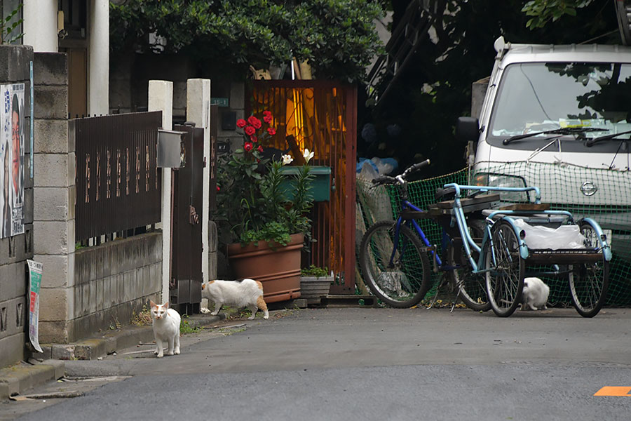 街のねこたち