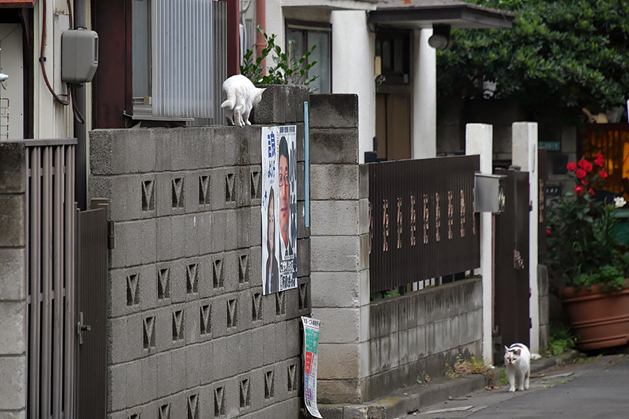 街のねこたち