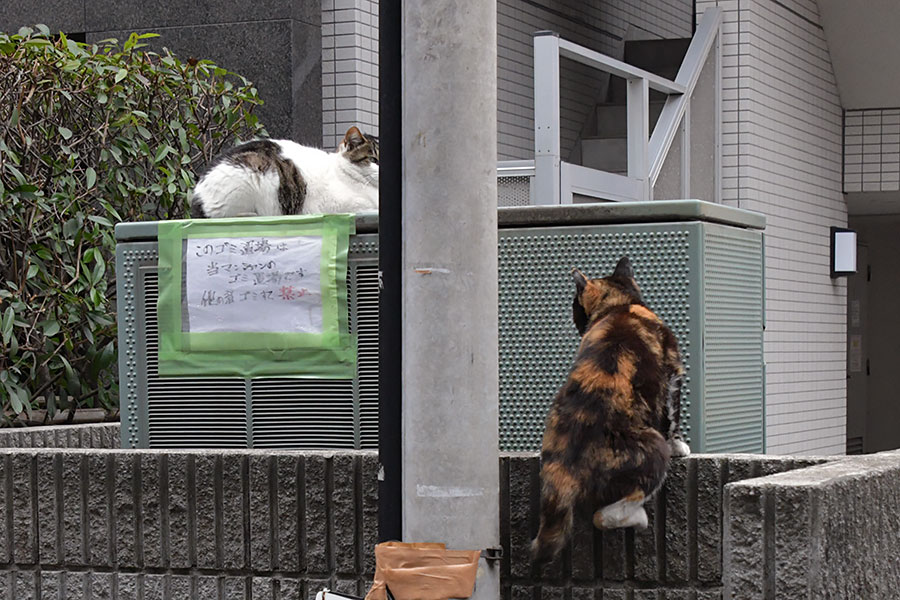 街のねこたち