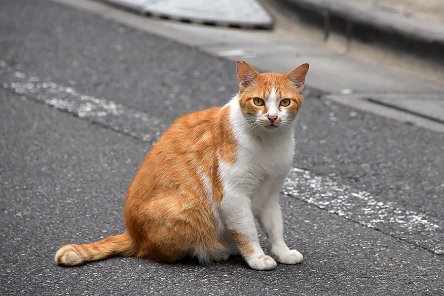 街のねこたち